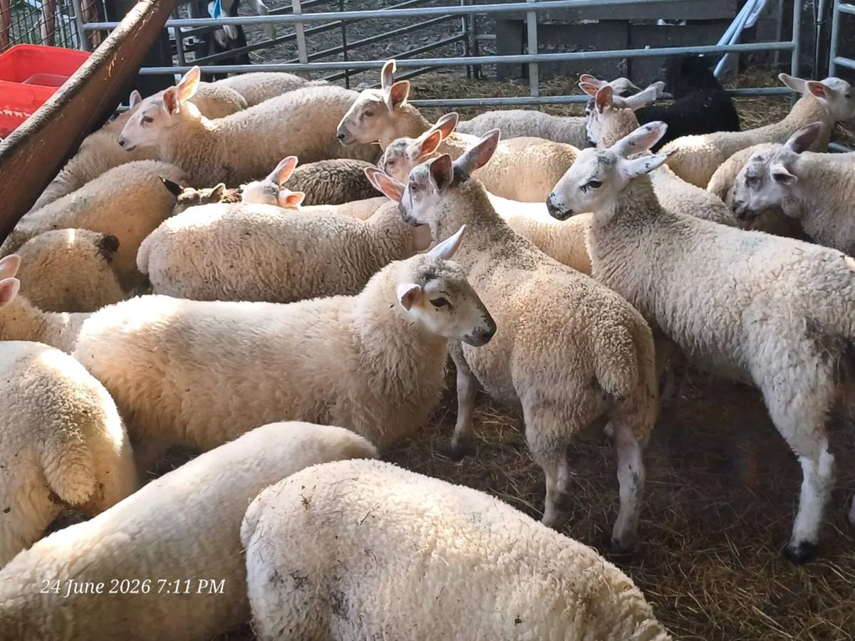28 spring lambs - Image 2