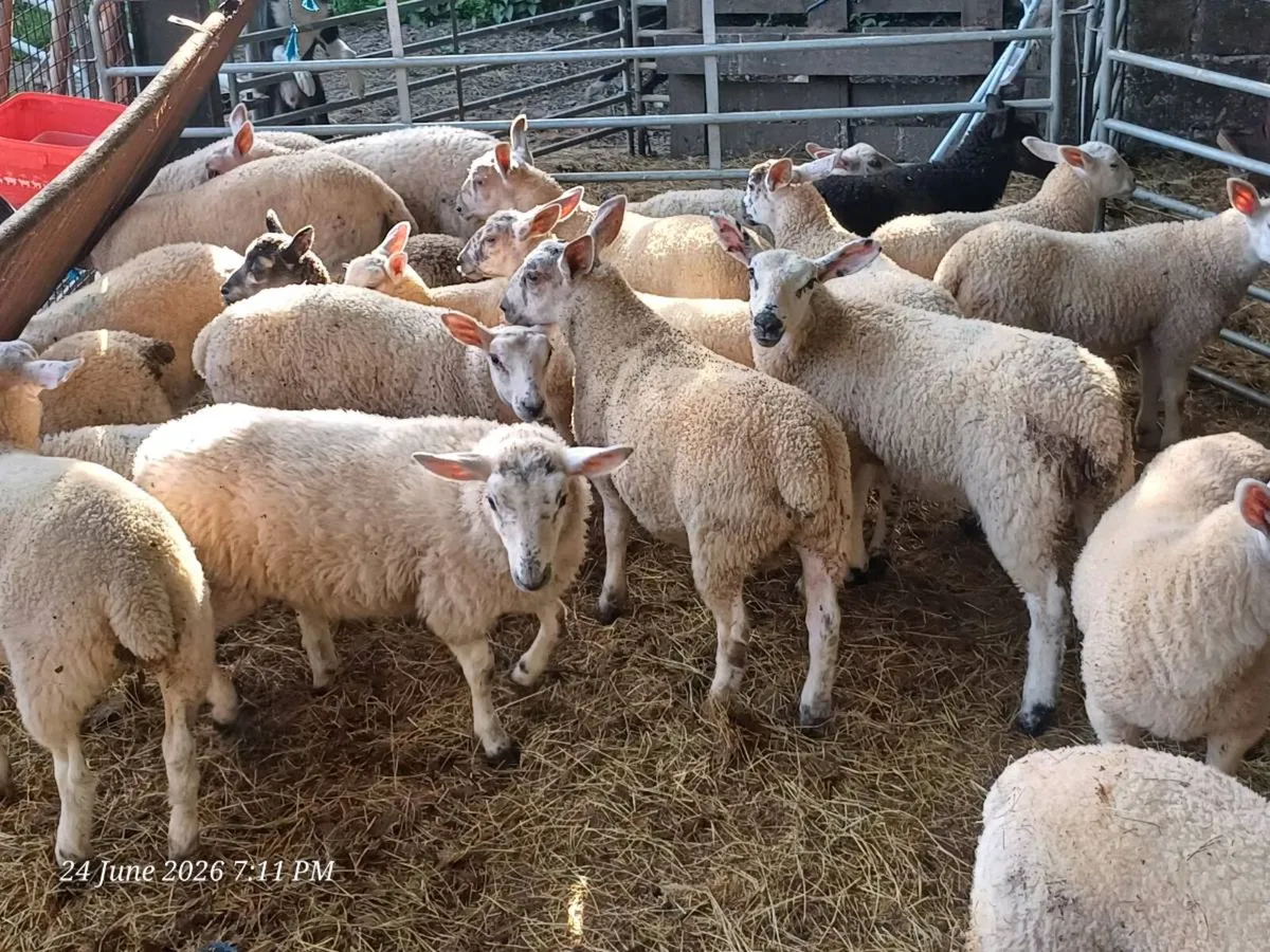 28 spring lambs - Image 3