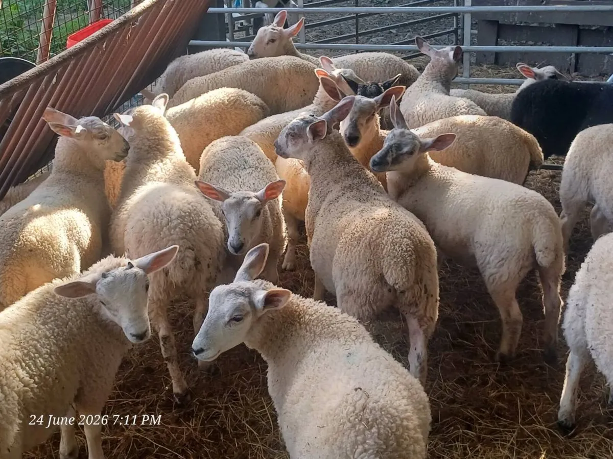 28 spring lambs - Image 4