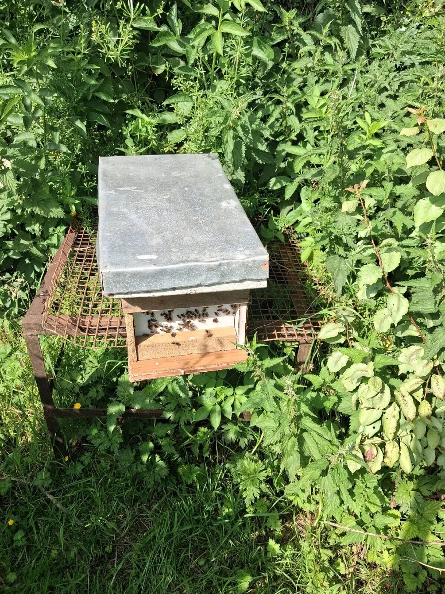 Bees for sale