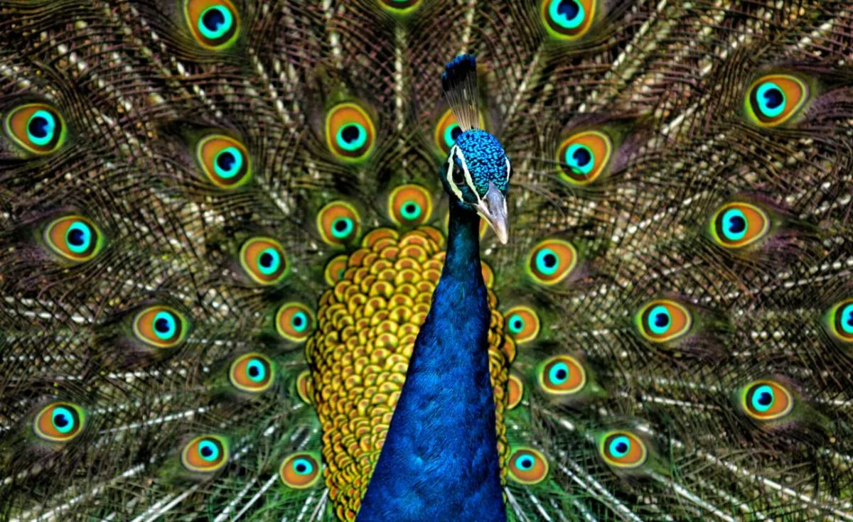 Peacock eggs