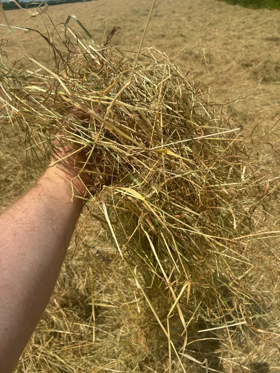 Hay for sale - Image 3