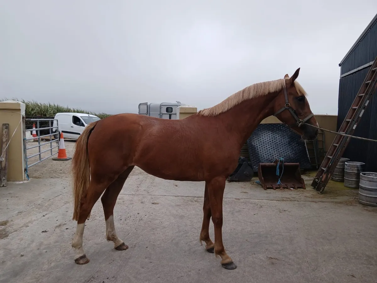 3 Year Old Filly - Image 3
