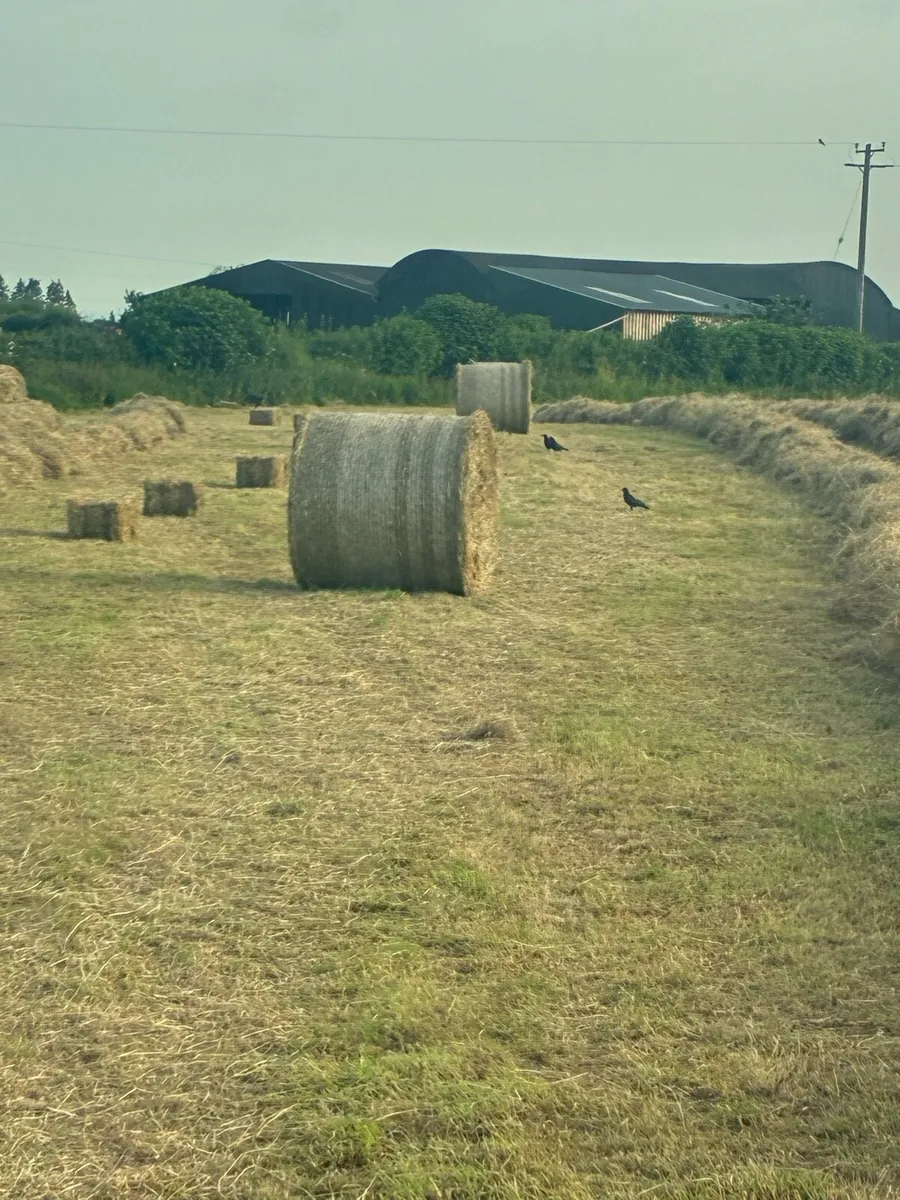 Hay for sale - Image 1
