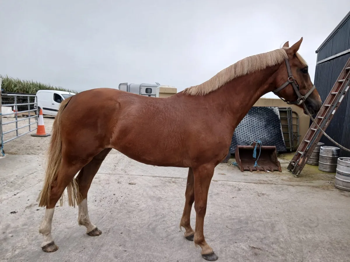 3 Year Old Filly - Image 1
