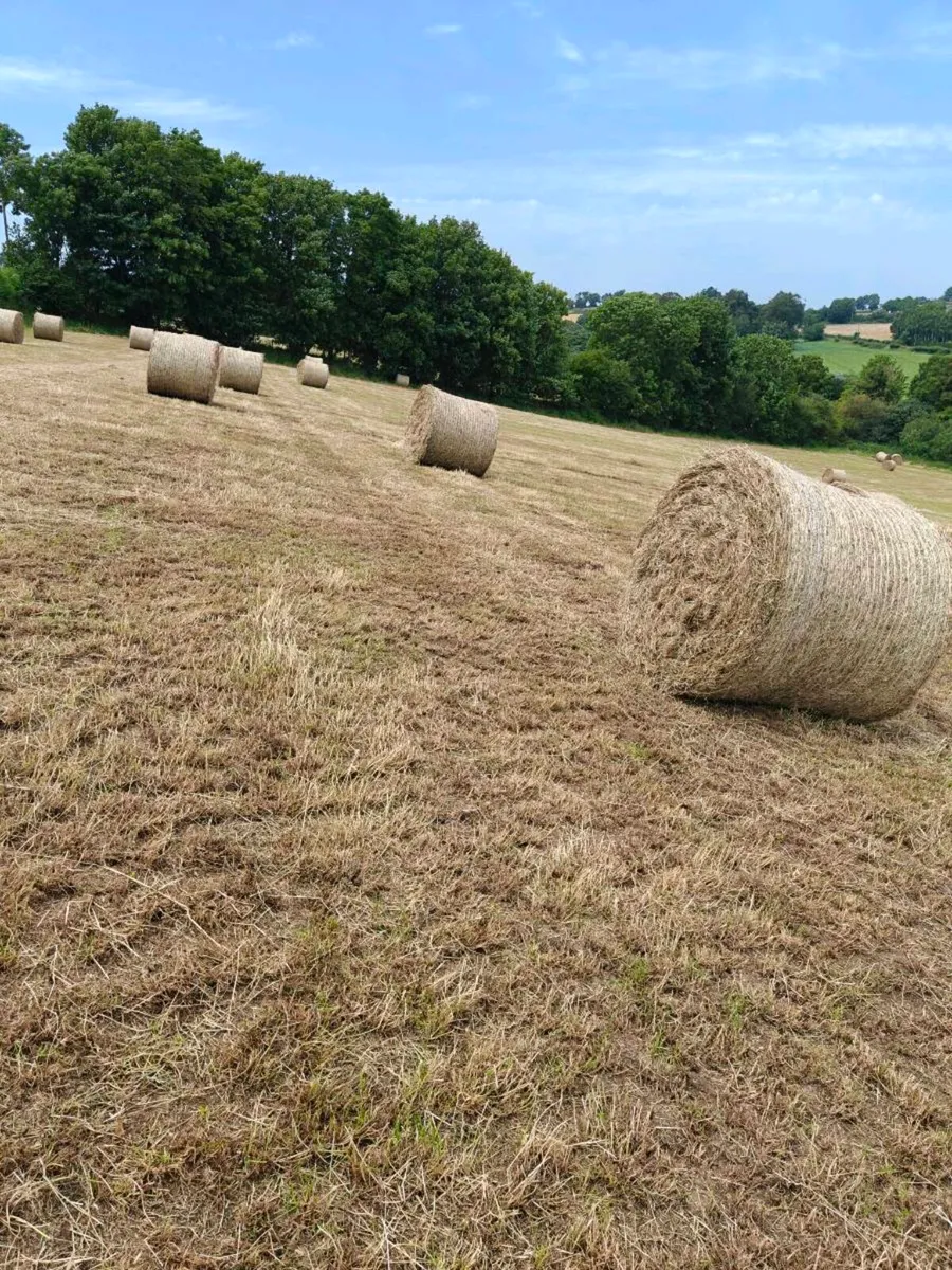 1st Crop Hay - Image 2