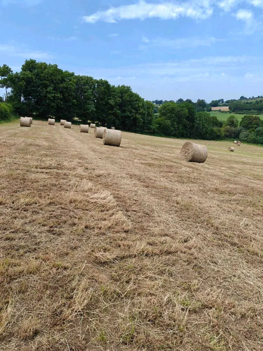 1st Crop Hay - Image 3