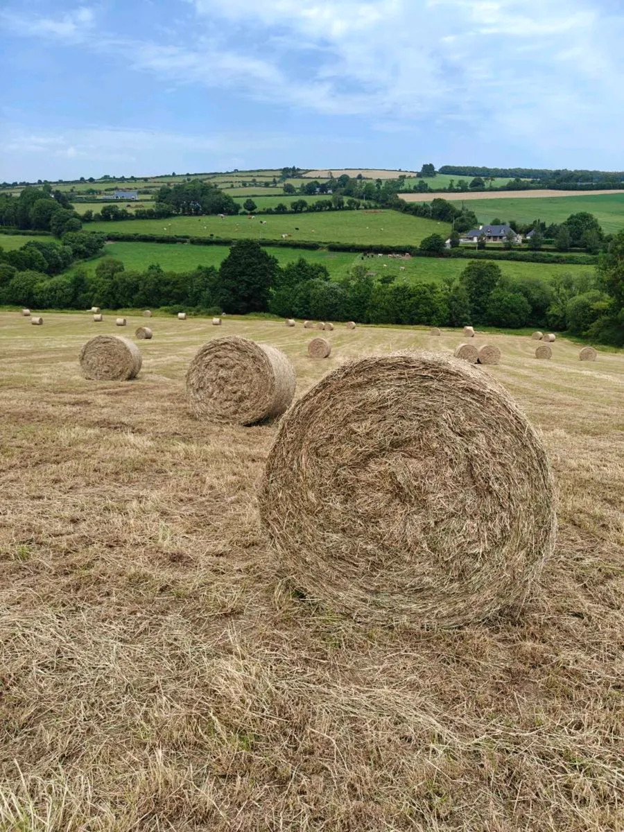 1st Crop Hay - Image 1