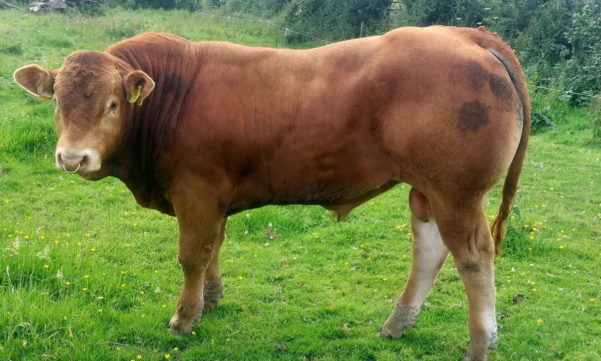 EBY Roan bull also, pb limousin bulls - Image 2