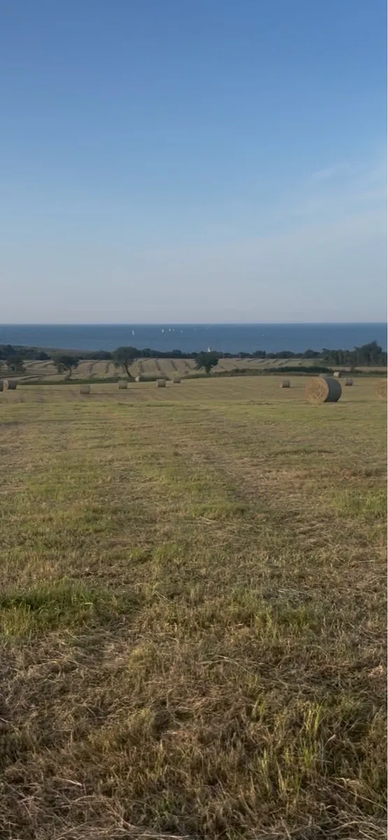 Hay - Image 1