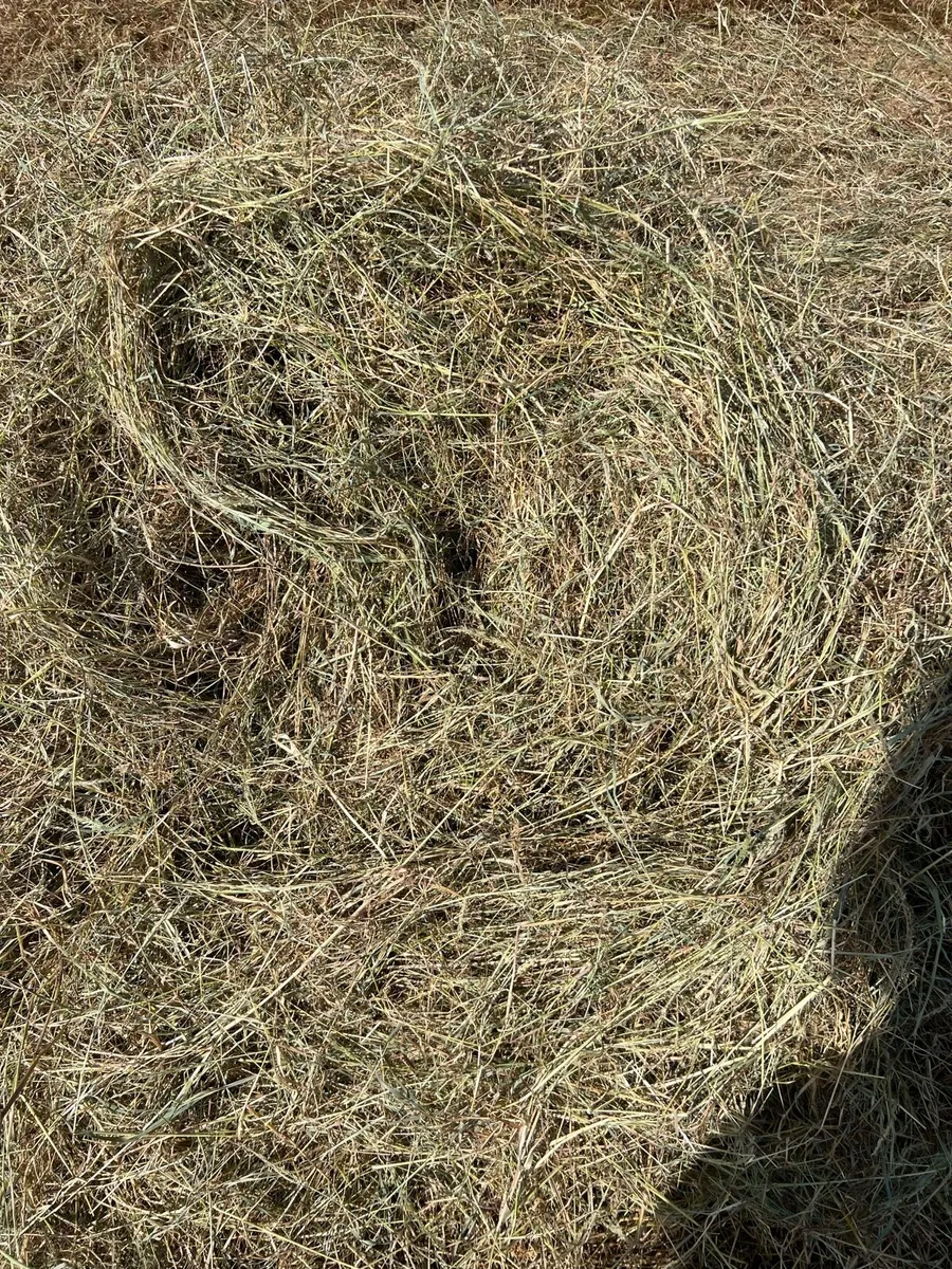 Hay - Image 2