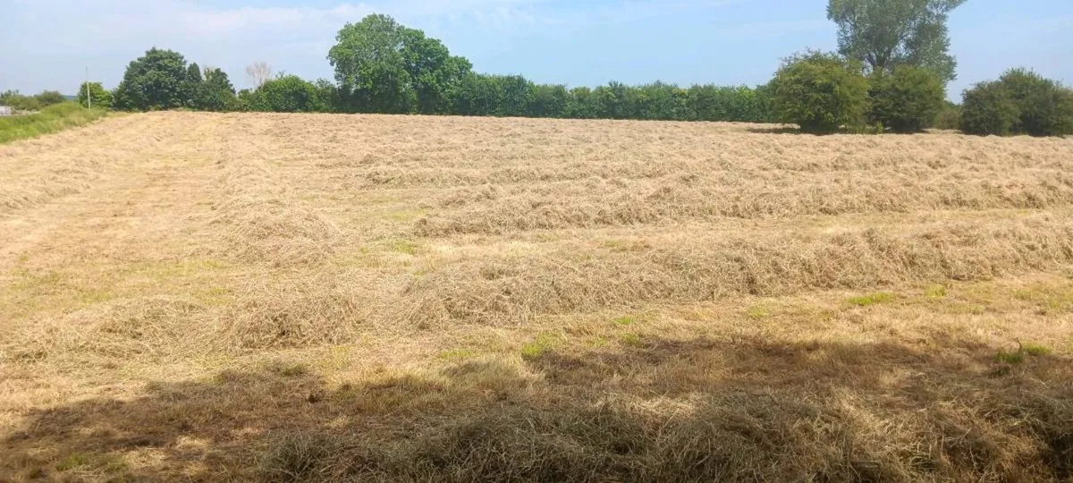 Hay - Image 1