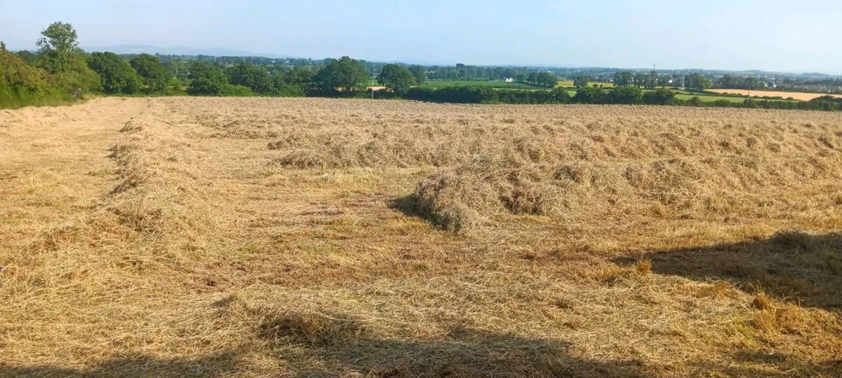 Hay - Image 3
