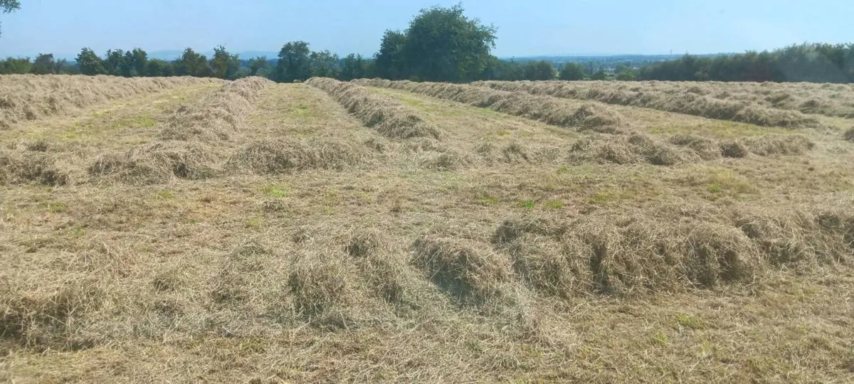 Hay - Image 2
