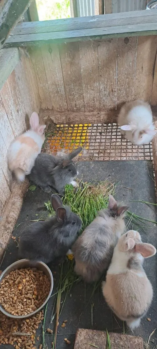 Rabbits - Image 1