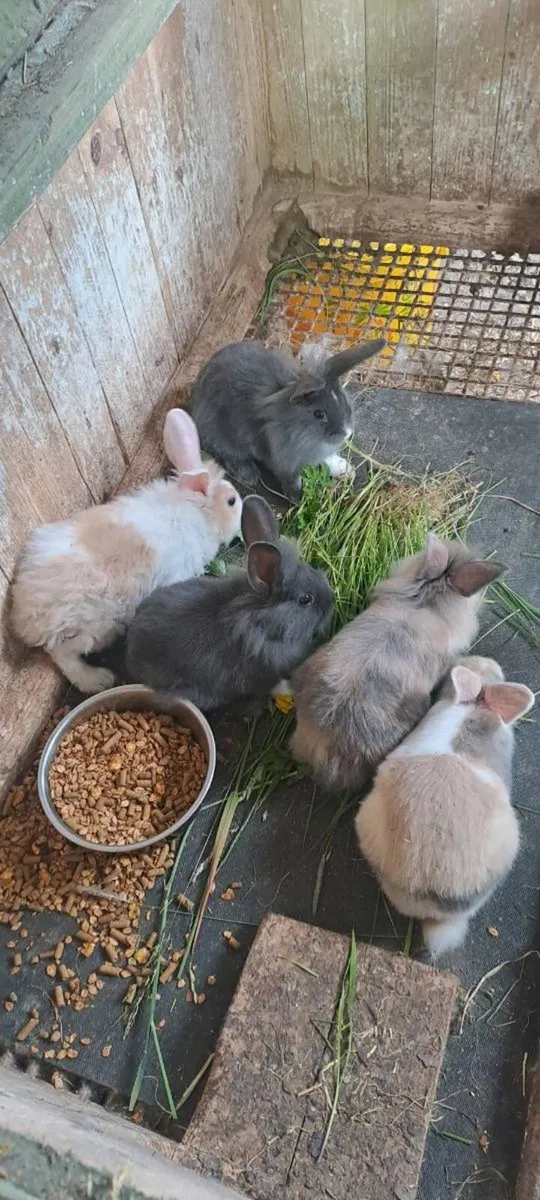 Rabbits - Image 2