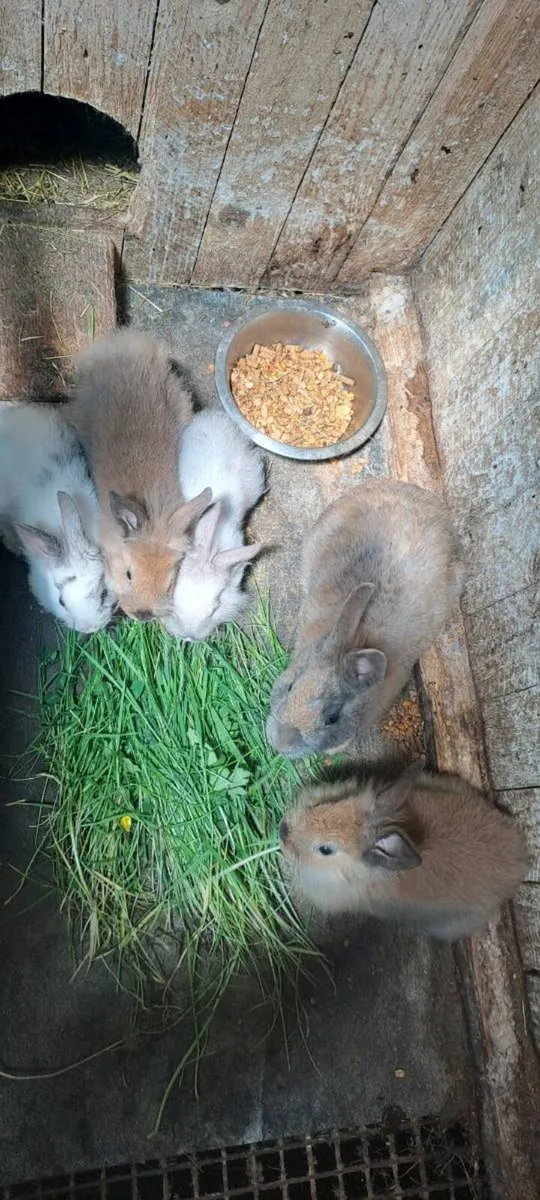 Rabbits - Image 3