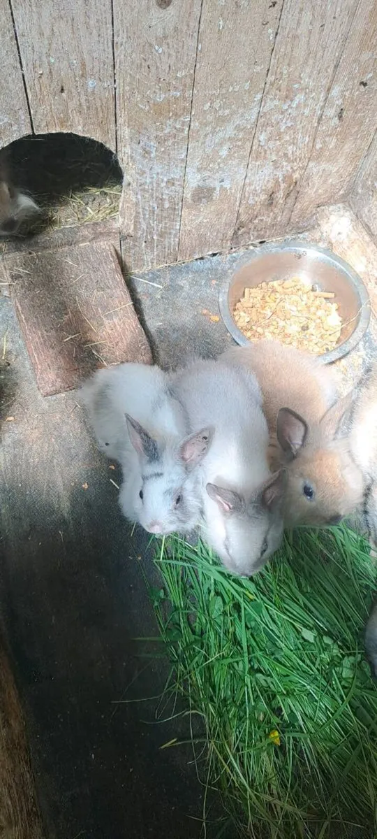 Rabbits - Image 4