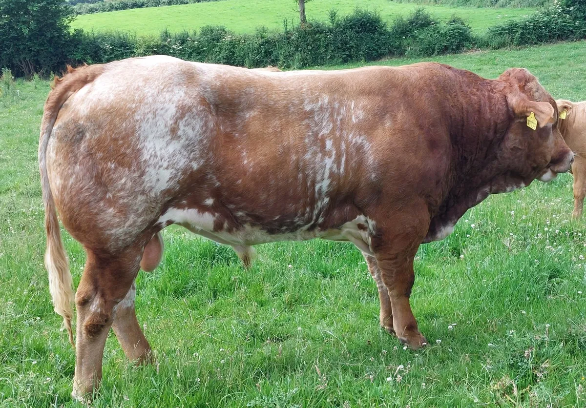 EBY Roan bull also, pb limousin bulls - Image 1
