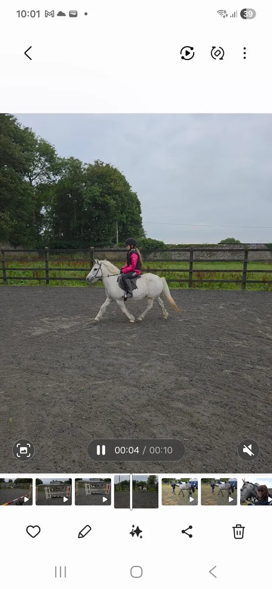 Pebbles – 11hh Lead Rein Pony | The Perfect First - Image 2