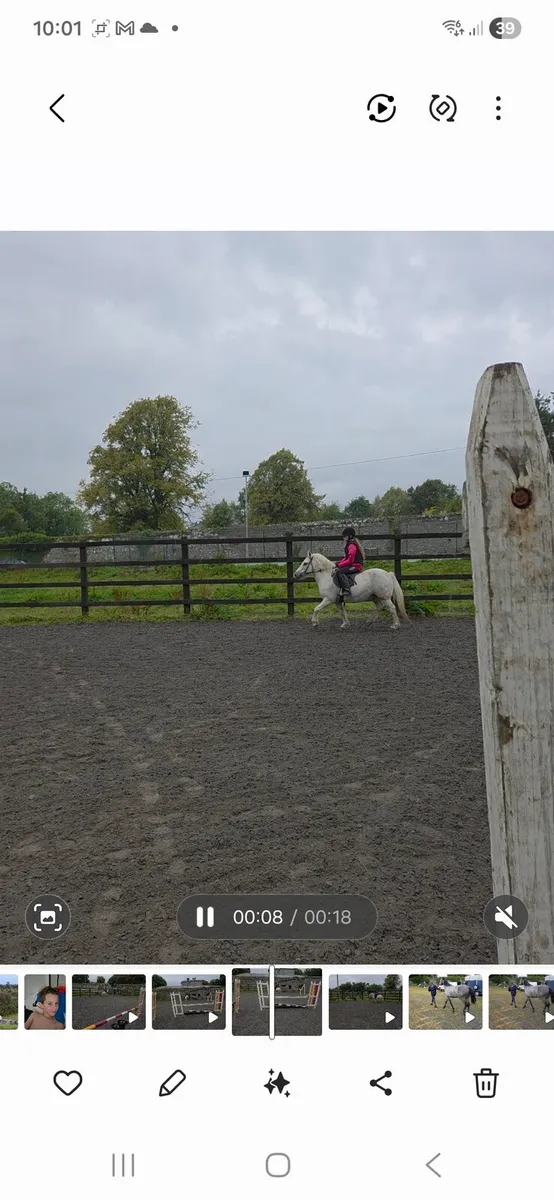 Pebbles – 11hh Lead Rein Pony | The Perfect First - Image 3