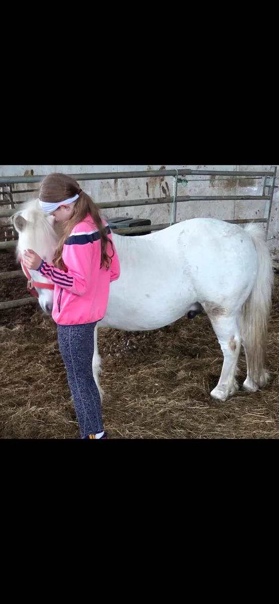 Pebbles – 11hh Lead Rein Pony | The Perfect First - Image 4