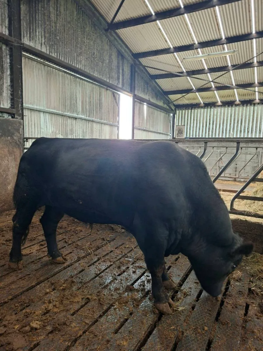 Angus Bull - Image 1