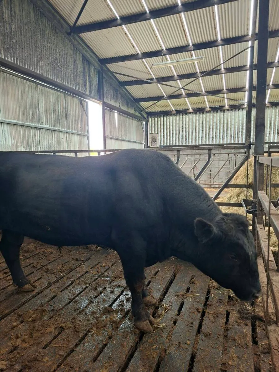 Angus Bull - Image 2