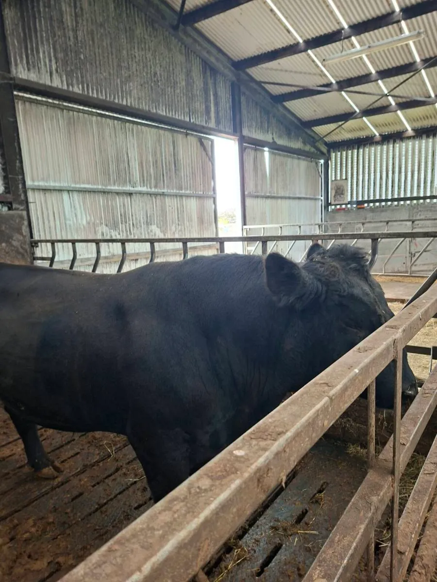 Angus Bull - Image 3