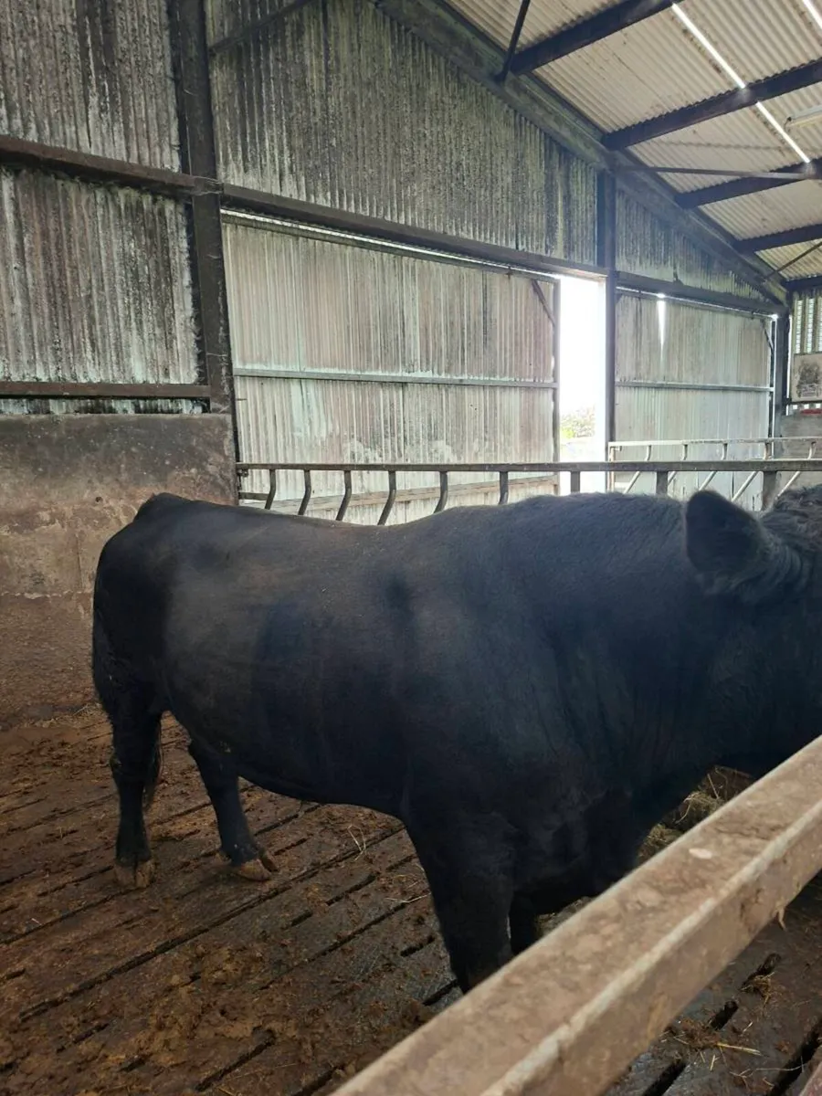 Angus Bull - Image 4