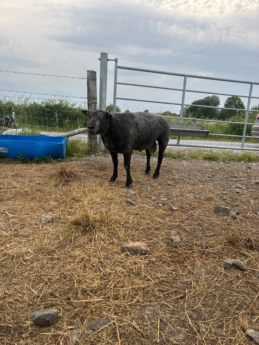 Blue texel ram - Image 1