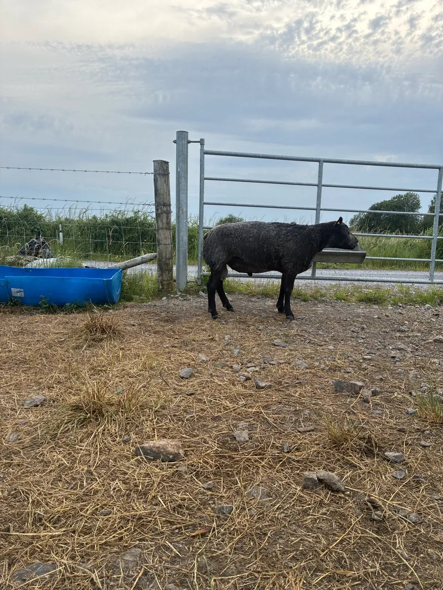 Blue texel ram - Image 2