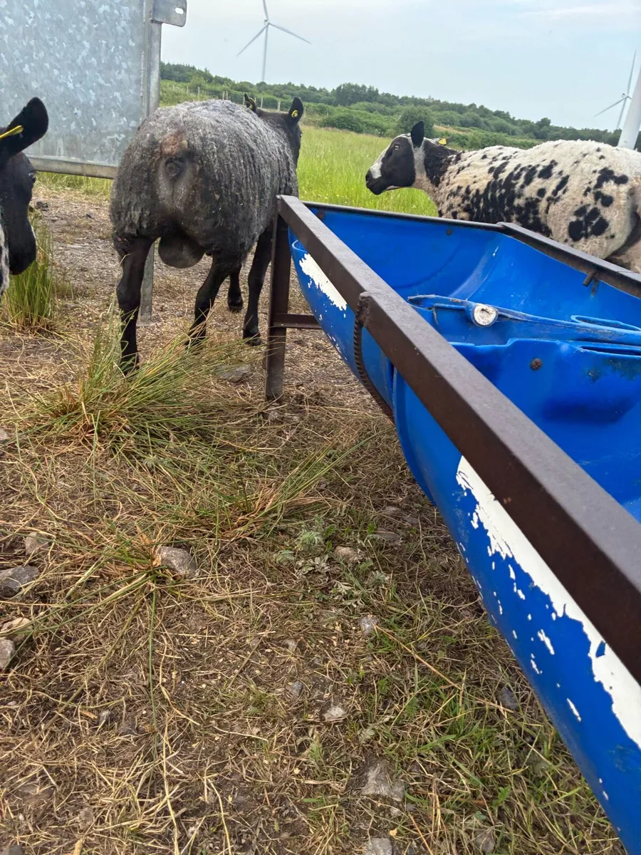 Blue texel ram - Image 4