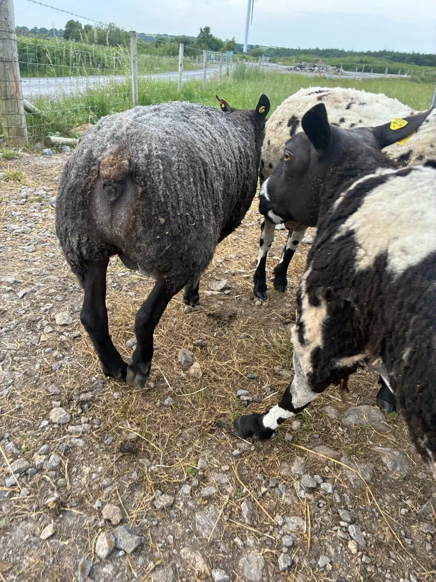 Blue texel ram - Image 3