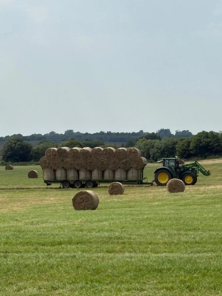 Hay - Image 4