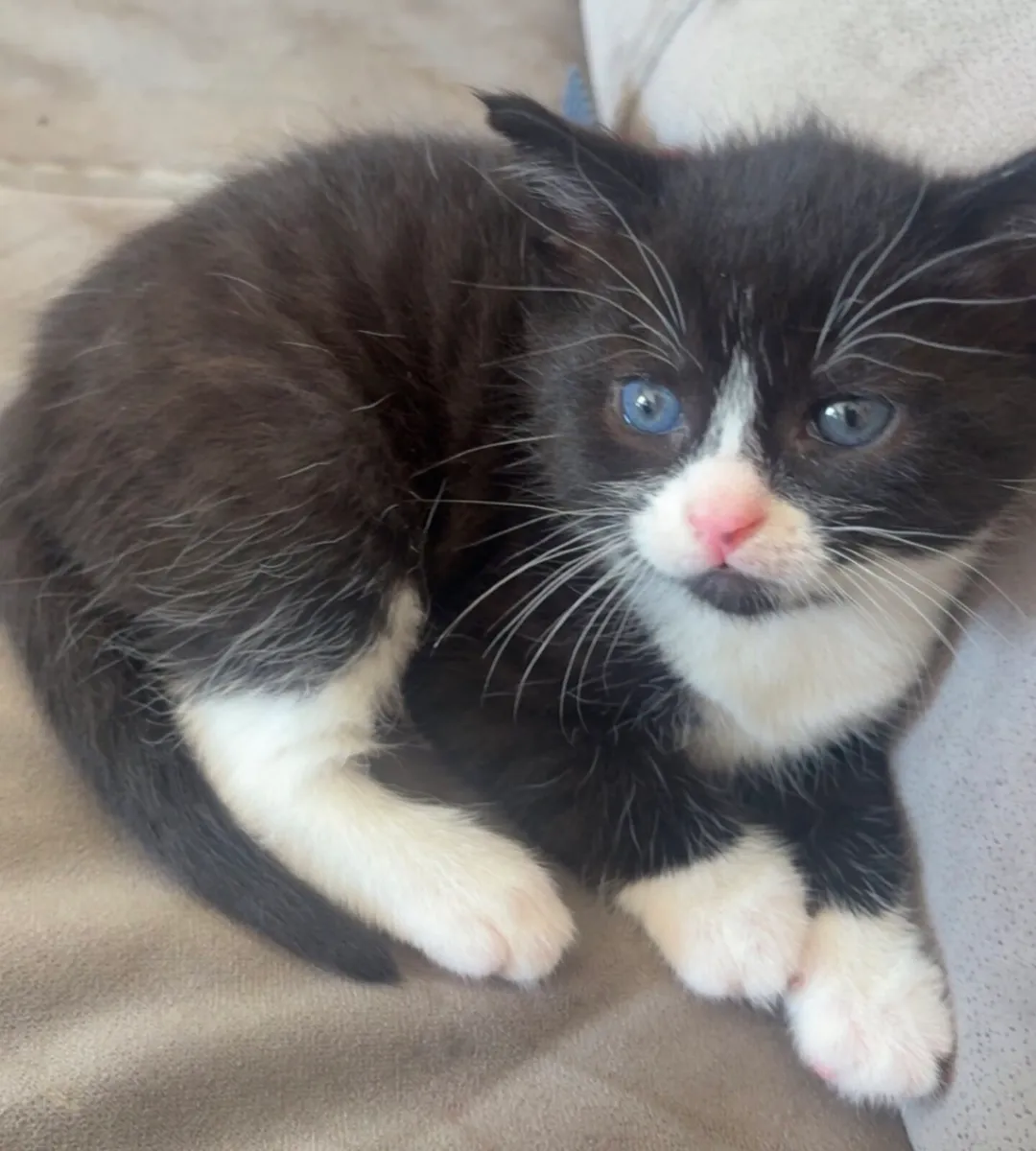 Kittens for sale - Image 1