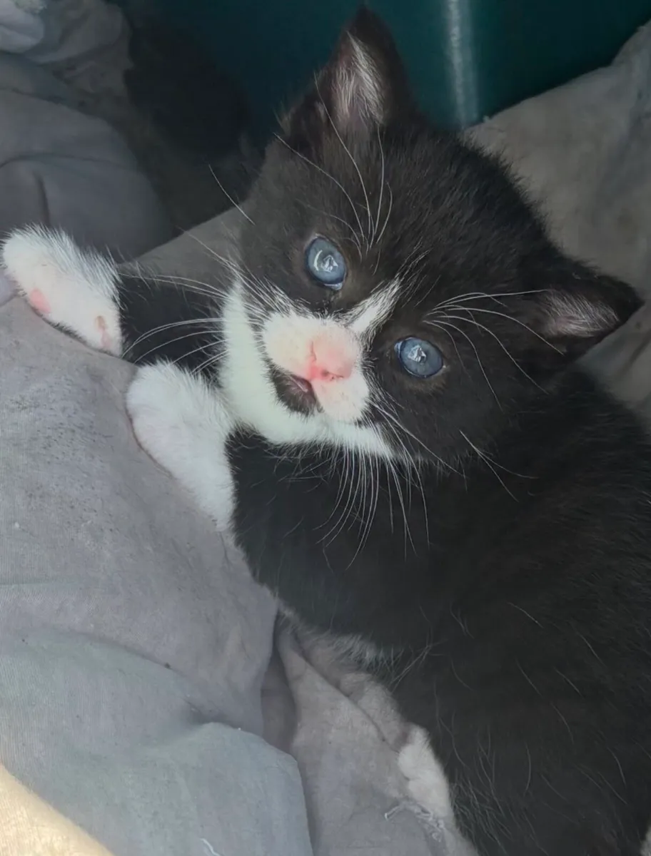 Kittens for sale - Image 2