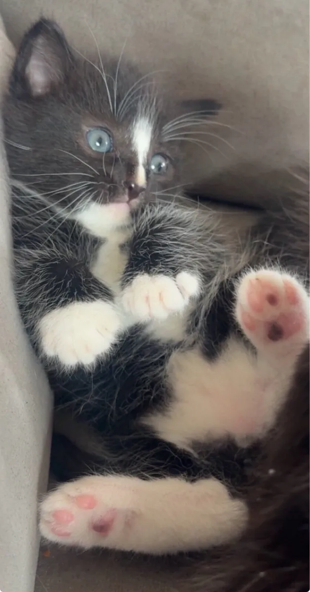Kittens for sale - Image 3