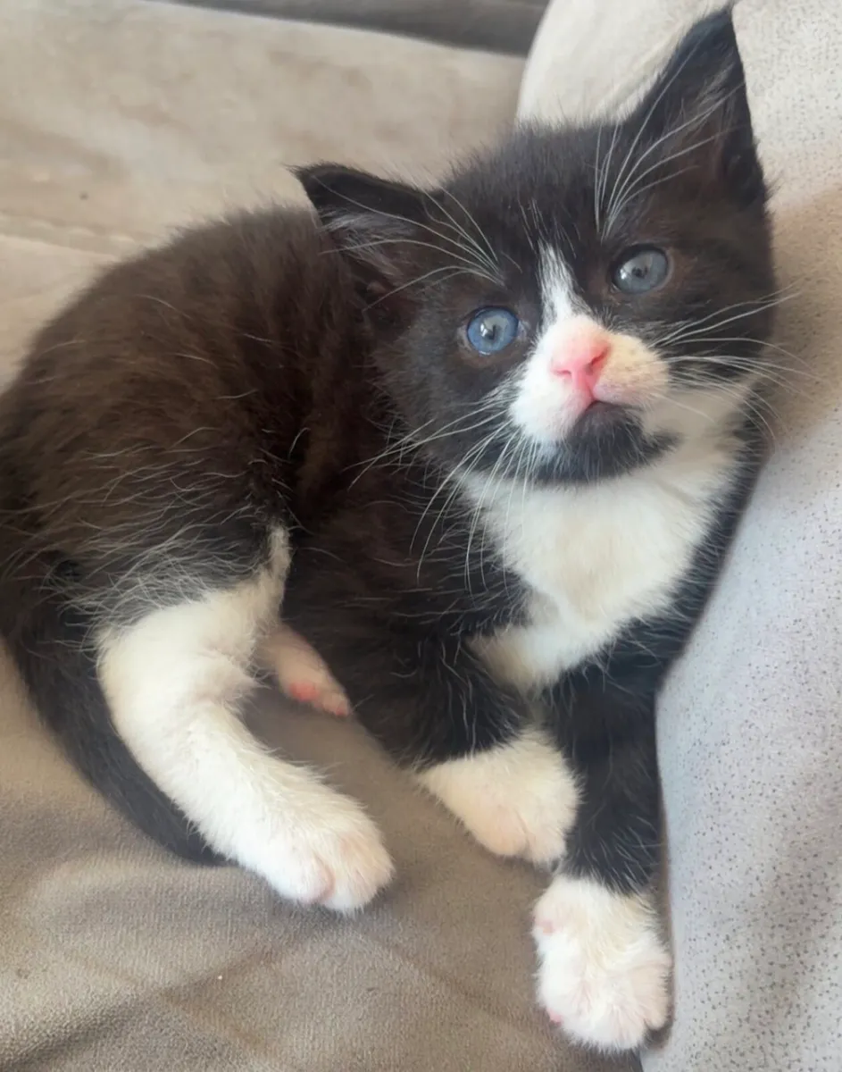 Kittens for sale - Image 4