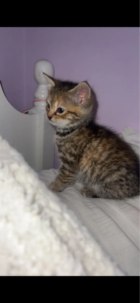 Kitten - Image 1