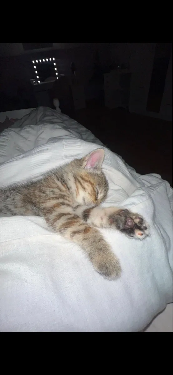 Kitten - Image 2
