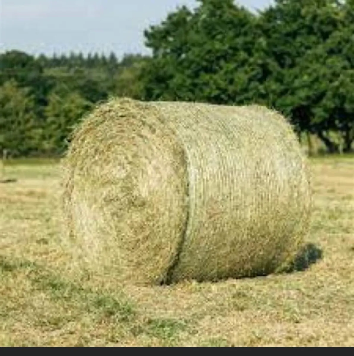 Hay
