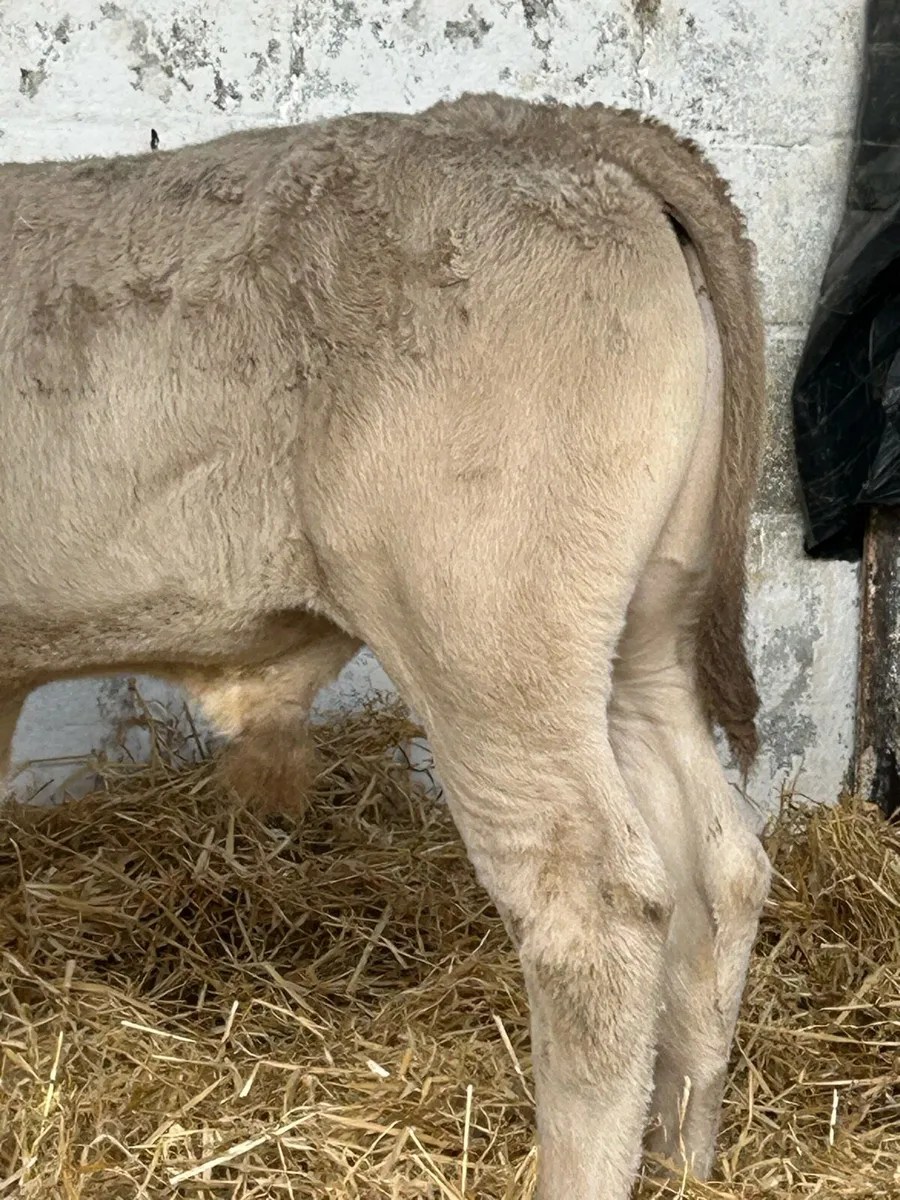 22 SERIOUS AI BRED CONTINENTAL BULLRUNNERS - Image 2