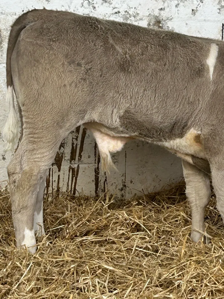 22 SERIOUS AI BRED CONTINENTAL BULLRUNNERS - Image 4