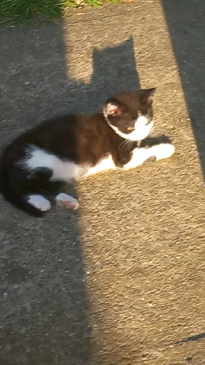 Kittens - Image 1