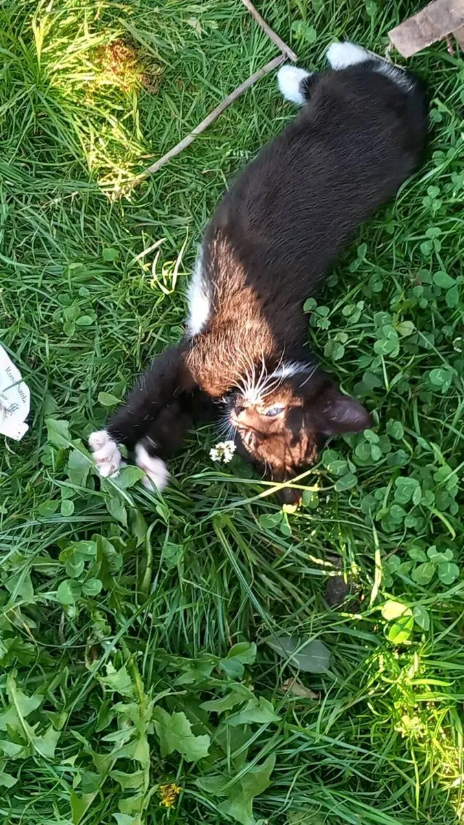 Kittens - Image 2