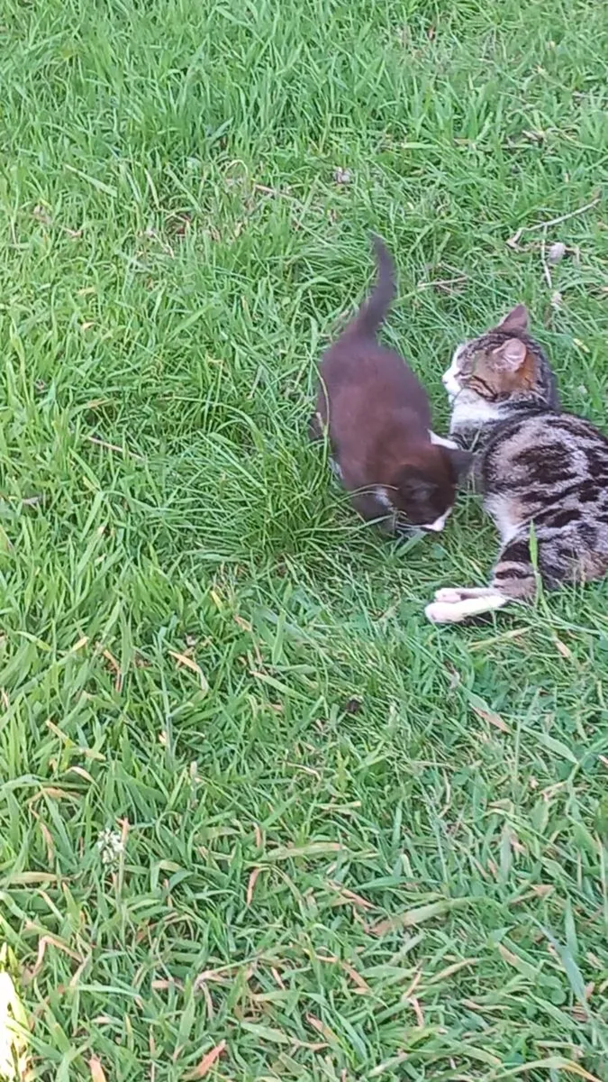 Kittens - Image 3