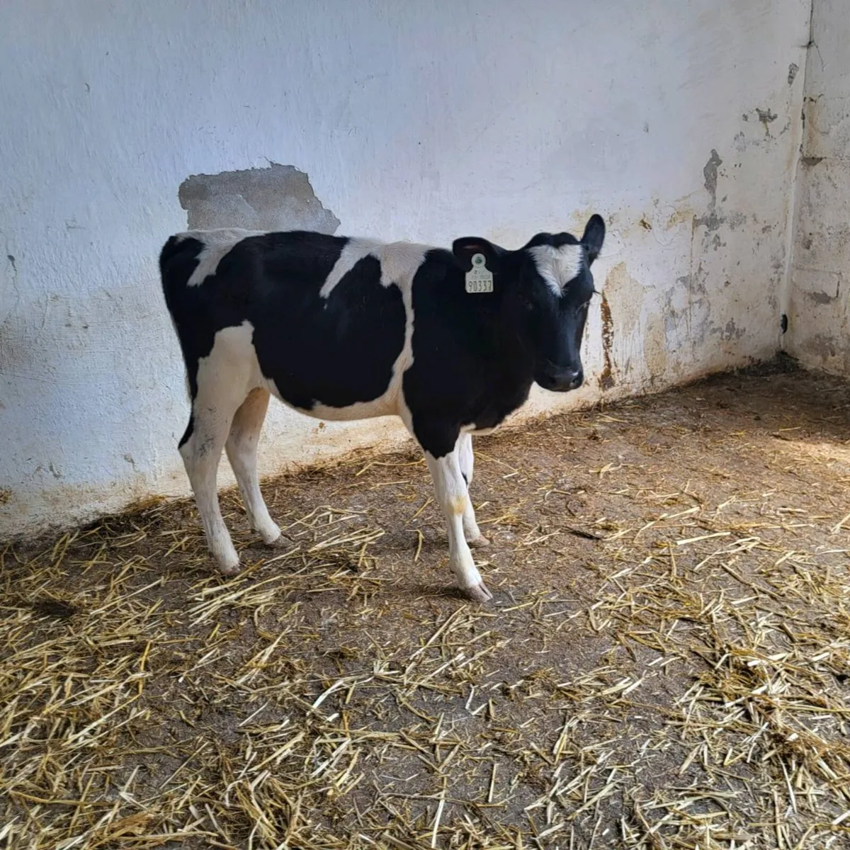 Pedigree friesian  heifer  calf - Image 1