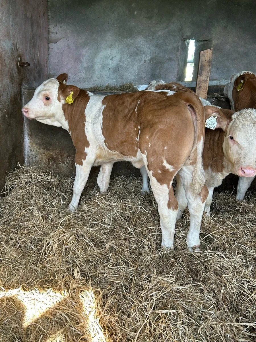 3 Super PB  Simmental Heifers - Image 2