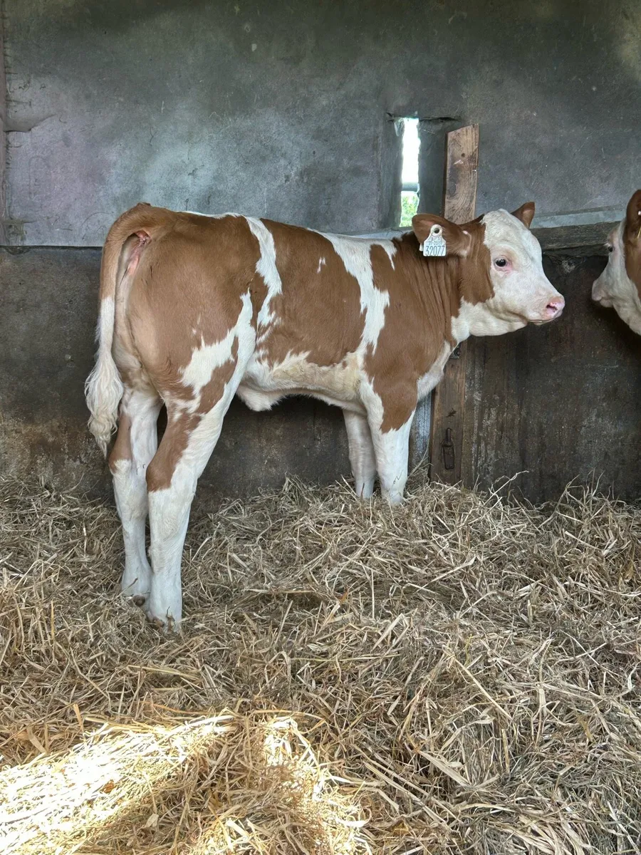 3 Super PB  Simmental Heifers - Image 3